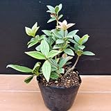 ペペロミア プテオラタ