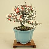 いよじ園 こけももカマツカ (珍品) 貴風盆栽 (実物盆栽)