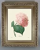 BiblioArt Series　P.J.ルドゥーテ 「西洋アジサイ」 金縁額装品
