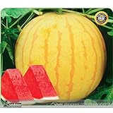 Heirloom 'Huang Pi Qiu' Yellow Skin Red Seedless Watermelon Seeds, Professional Pack, 5 Seeds, 13% S
