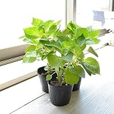 相武ガーデン 野菜苗 青じそ あおじそ 3ポットセット
