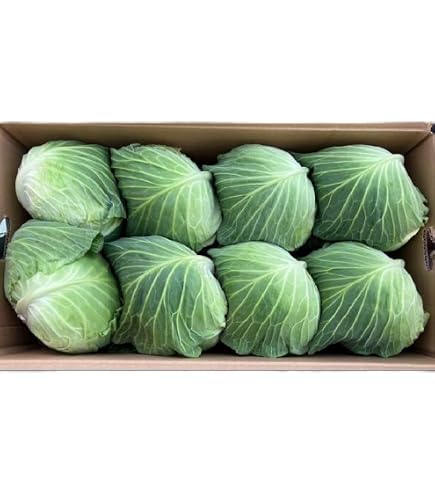 Amazon.co.jp: 【7月中旬発送開始】訳あり まぼろしの419キャベツ 4玉