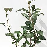 お茶 苗木 藪北茶 12cmポット苗 やぶきた茶 お茶苗