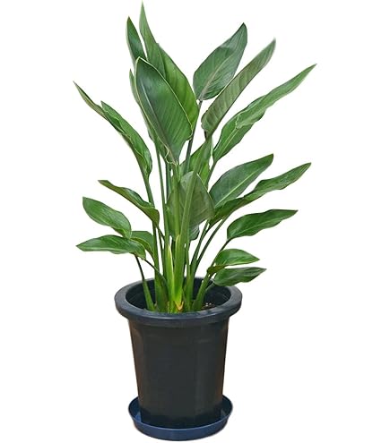 観葉植物　ストレッチア　引き取り希望　2m 観葉植物 ストレッチア 引き取り希望 2m