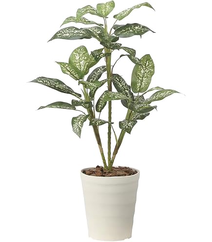 Amazon｜光の楽園 フェイクグリーン 造花 ナチュラルパキラ1.8m