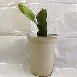 ドラゴンフルーツ苗　(白実)　挿木苗　中サイズ