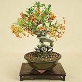 いよじ園 ピラカンサ / 根上り （小品盆栽） 【雑木盆栽】いよじ園