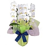 特選ミディ胡蝶蘭 2本立ち 白色　アマビリス 4号陶器鉢