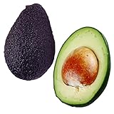 国華園　果樹苗　アボカド　極旨アボカドセット　2種2株【※発送が国華園からの場合のみ正規品です】