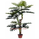 100% Genuine Rare 60pcs 10kinds mix Philodendron seeds, vine leaf, indoor plants Anti Radiation Abso