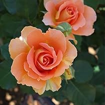 51pnvlDqbwL._AC_UL210_SR210,