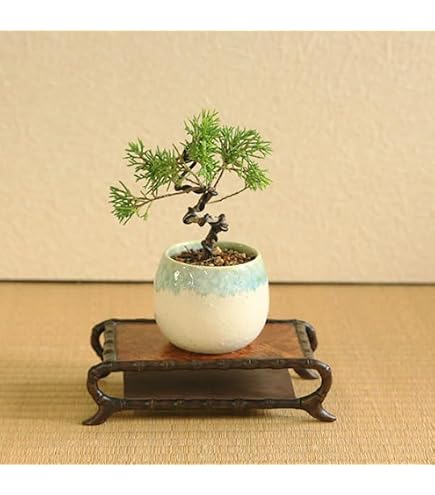 Amazon | 苗：黄金真柏（おうごんしんぱく） | 盆栽