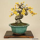 いよじ園 【盆栽 卓】 焼桧平卓 （小品サイズ）[花台]【左右：約15cm 奥行：約12cm 高：約2.2cm】 ▼ご選択ください,2