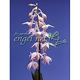 エビネ：キリシマエビネ3.5号ポット[清楚な野のエビネ] ノーブランド品