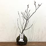 苔玉 四万十猫柳の苔玉