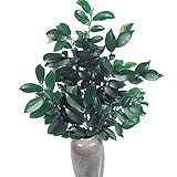 国華園　花木苗　ヒサカキ　1株【※発送が国華園からの場合のみ正規品です】