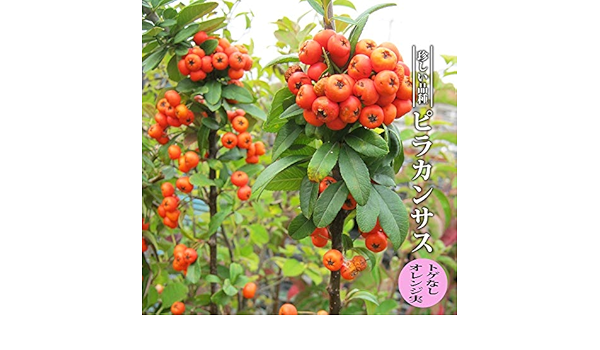 Amazon ハナヒロバリュー ピラカンサス トゲなし オレンジ実 3 5号ポット苗 鉢 プランター Amazon ハナヒロバリュー ピラカンサス トゲなし オレンジ実 3 5号ポット苗 鉢 プランター