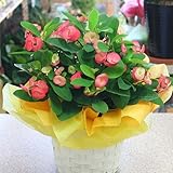 季節の鉢植え 新品種 花キリン とげが無いシャインキッス ピンク 5号鉢植え籐かご付き 【花付き】 お祝いギフトや誕生日プレゼントに長く楽しめる花鉢の多肉植物 恋愛の花