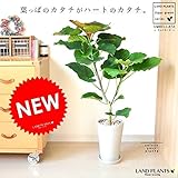 LAND PLANTS フィカス・ウンベラータ 白色スリム陶器鉢