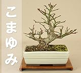 いよじ園 こまゆみ -極小葉- 小品盆栽 ▼ご選択ください,8