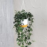 ヘデラ（アイビー）：ピッツバーグ5号ロング吊鉢仕立て ノーブランド品