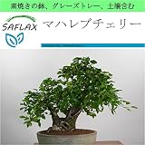 SAFLAX - Garden to Go - マハレブチェリー - 30 個の種。- 素焼きの鉢、グレーズトレー、鉢植え用土壌、肥料を含みます - Prunus mahaleb
