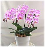 【胡蝶蘭 鉢植え】胡蝶蘭淡いピンク3本立て 小輪系淡いピンク 系※お昼