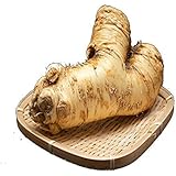 北海道 十勝産 山わさび (10kg) ホースラディッシュ 西洋わさび 蝦夷山わさび 帯広 生 わさび お土産 ご当地 グルメ 焼肉 バーベキュー BBQ 蕎麦 寿司 香味野菜…
