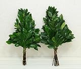 ひ榊(ヒサカキ)