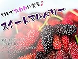 スイートマルベリー 果樹苗 10.5cmポット 桑の実 クワの実 桑 クワ
