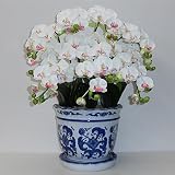 造花の胡蝶蘭 鉢植え 光触媒 Sサイズ-7本立 H55cm(白/花弁・薄赤-青のデザイン鉢)