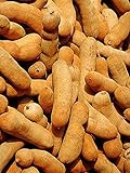 タマリンド Thai Tamarind Sweet Fruit 10 Seeds ThailandMrk