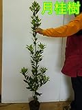 【5本セット】 ゲッケイジュ 樹高1.0m前後 15cmポット （月桂樹） ローリエ葉の香りが人気のシンボルツリー 苗木 植木 苗 庭木 生け垣