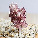 elegantstunning人工Lifelike多肉植物ミニチュア植物ホームフローラル装飾テーブルデコレーション PHO_00ZD95W2