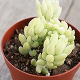 タマツヅリ 玉つづり 7.5cmポット セダム 福岡県産 多肉植物 多肉 観葉植物 インテリアグリーン 寄せ植えに