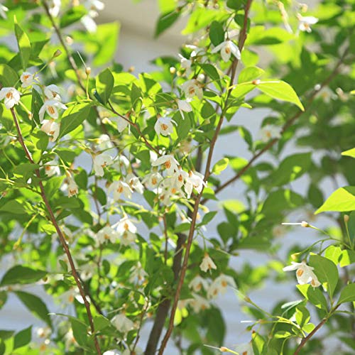 エゴノキを剪定する方法と時期 シンボルツリーだけど小さくしたい お庭ブログ