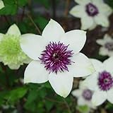 クレマチス：テッセン(鉄線）3.5号ロングポット(フロリダ・原種系）