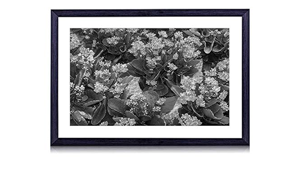 Amazon Co Jp カランコエ 花 白黒の絵画 装飾画 壁飾り アートパネル インテリアアート 木製の枠 壁ポスター モダン 現代壁の絵 額縁付きの完成品 横 30 40cm ホーム キッチン