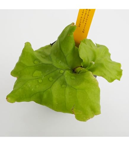 Amazon｜frog_yamato【ridleyi Mini ミニ】リドレイ 小型 ビカクシダ