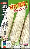 トウモロコシ種子・スイートコーン ホワイトレディー（20ml）