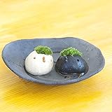 苔盆栽 モスモス モスコトリ２匹 受け皿（黒）セット
