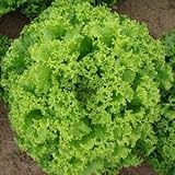 Large fast-growing lettuce seed 100seed