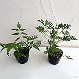 虫よけ2品種セット：ニーム（虫避けの木・インドセンダン）・蚊連草[虫よけに！] ノーブランド品