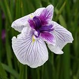 (ビオトープ/水辺植物) 花菖蒲 万里の響(バンリノヒビキ)(1ポット分) 本州・四国限定[生体]