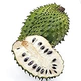 フルーツの種子GraviolaトゲバンレイシGuanabanaバンレイシMuricata熱帯種 - の1pcs /ロット