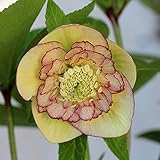 クリスマスローズ（ウインターシンフォニー）：セミダブルイエローピコティ系3.5号ロングポット ノーブランド品