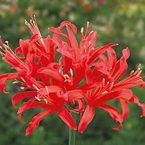 51q0ltbo3ZL._AC_UL210_SR210,