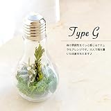 Merci la fleur Ampoule series アンプル フォレストシリーズ 電球テラリウム アレンジ プリザーブドフラワー (タイプG)