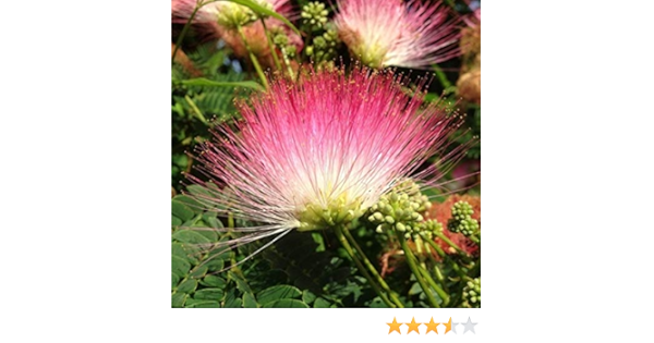 Amazon アルビジア サマン モンキーポッド アメリカネムノキ の種 10粒 種