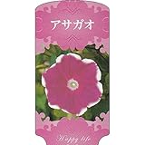 【1000枚】 AC 1型 アサガオ ASAGAO-008 ポリポット用 ラベル 名札 育苗 アンドウケミカル カ施 代不